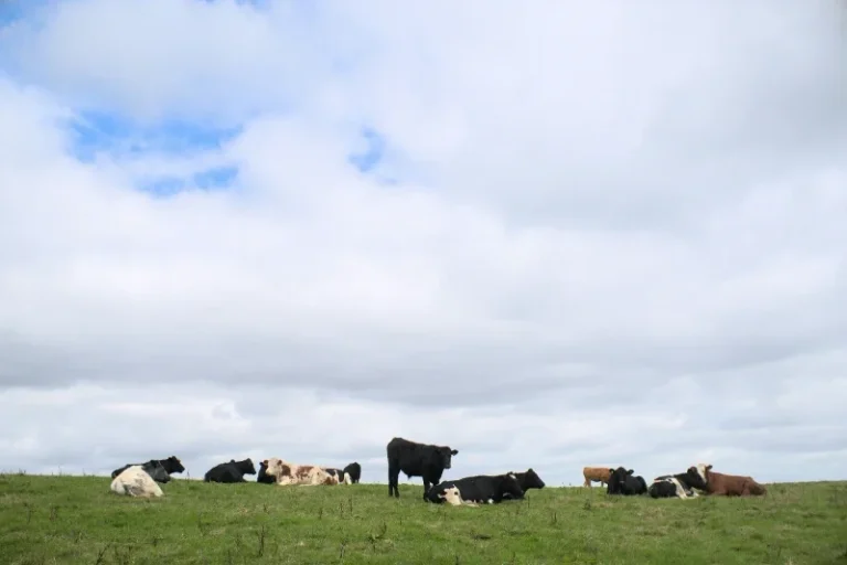 Cows in a field Cows grazing on a grassy field under a cloudy sky.